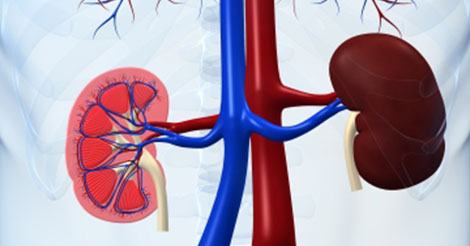 High Creatinine Level: Causes And Symptoms