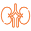 Renal Function Test Profile